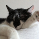 Short Paw (dark)