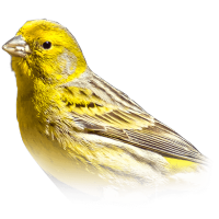 workspaceContains canary