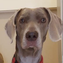 Hound Search
