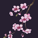 Sakura Garden At Night