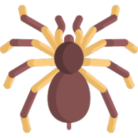 Tarantula